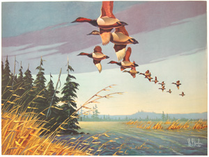 Kouba geese flying